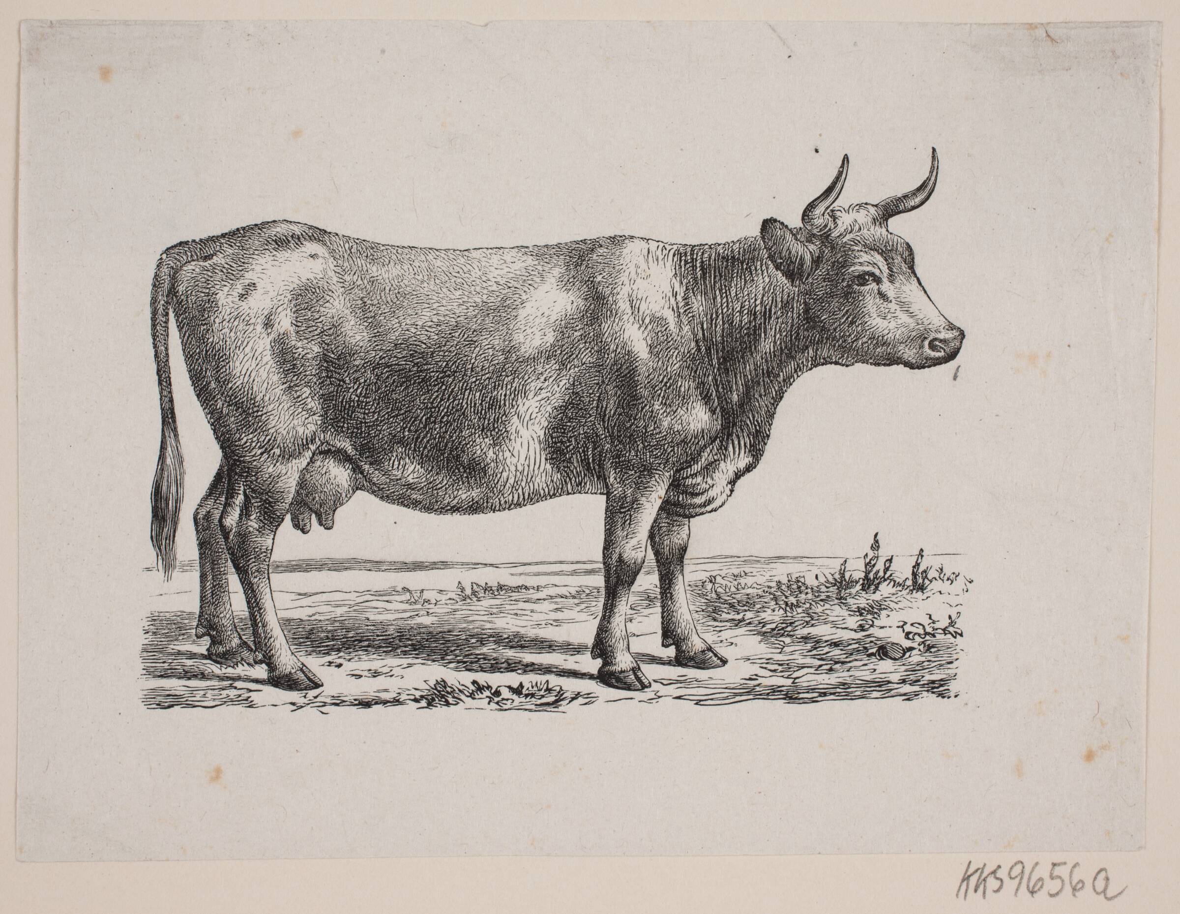 En ko, Johan Frederik Rosenstand, 1826-1893