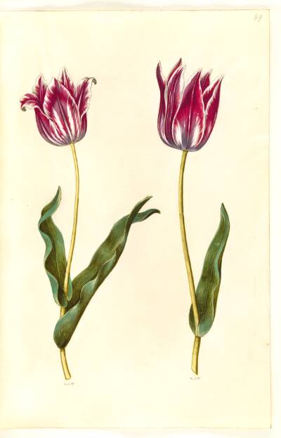 Tulipa gesneriana (have-tulipan)