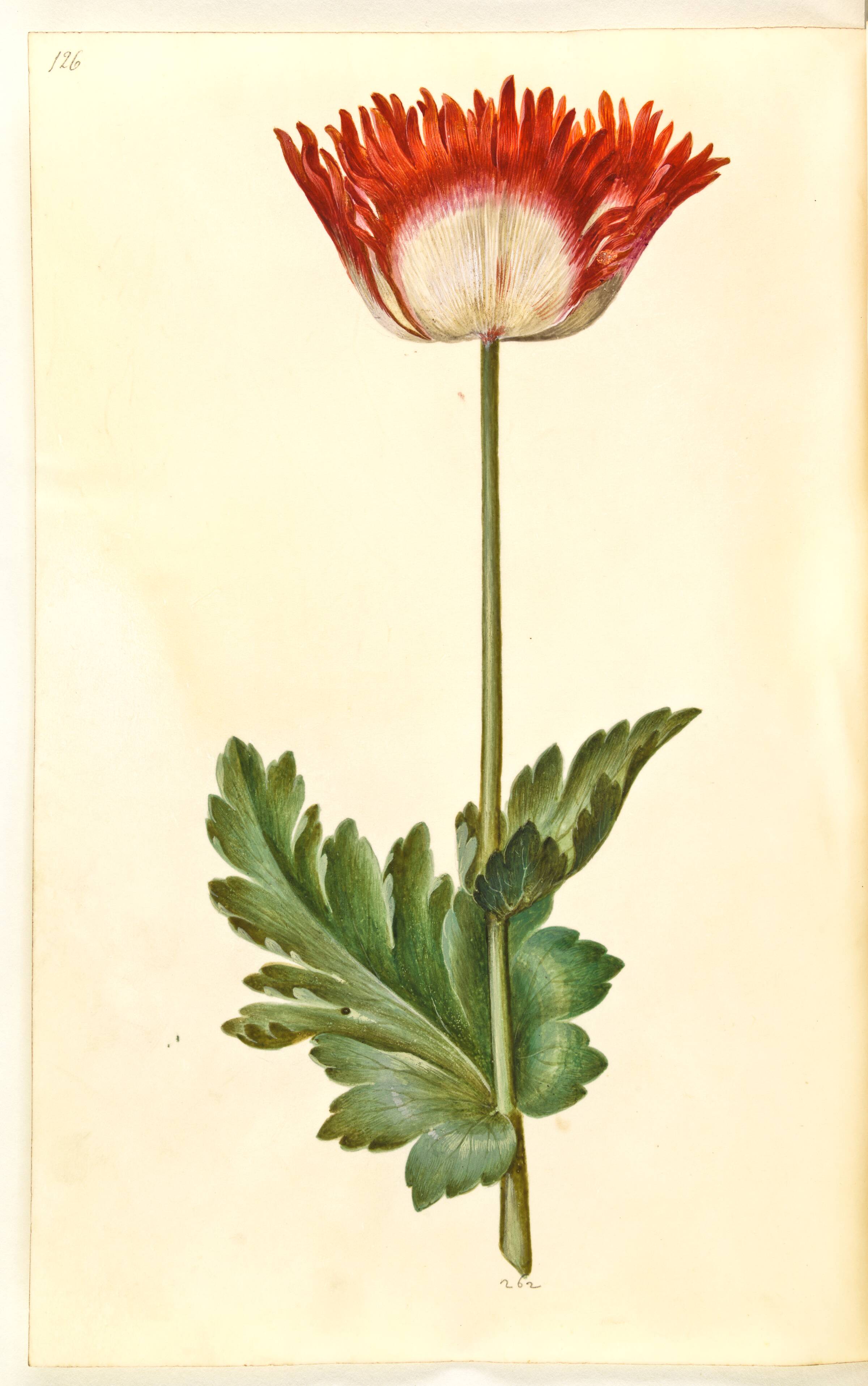 Papaver somniferum (opium-valmue), Hans Simon Holtzbecker, 1635-1664