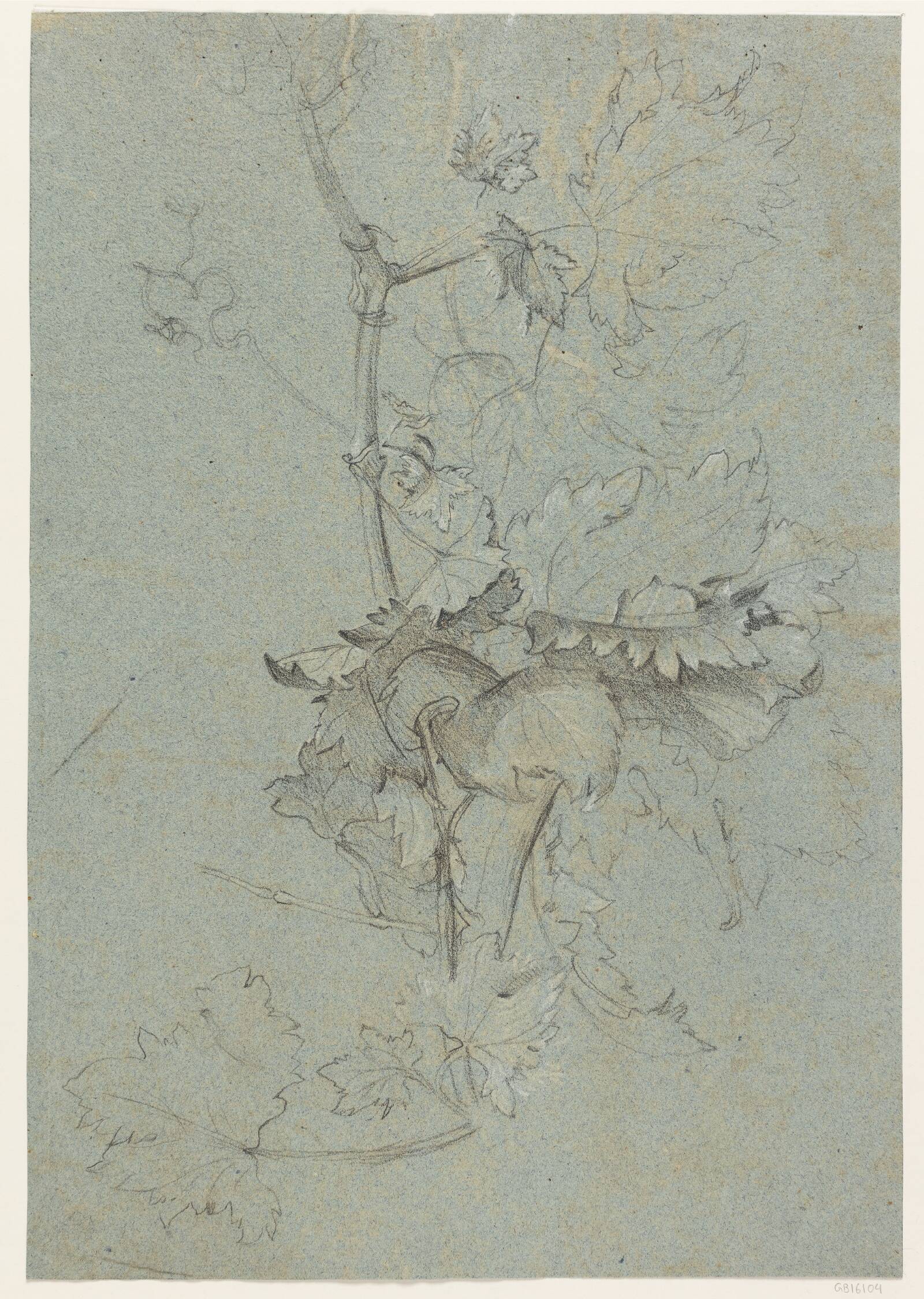 Plantestudie, Rachel Ruysch, 1664-1750