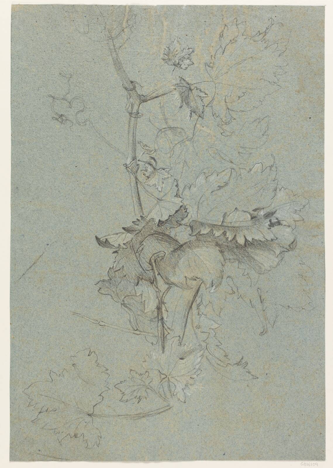 Plantestudie, by Rachel Ruysch, 1664-1750