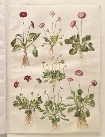 Bellis perennis (almindelig tusindfryd)