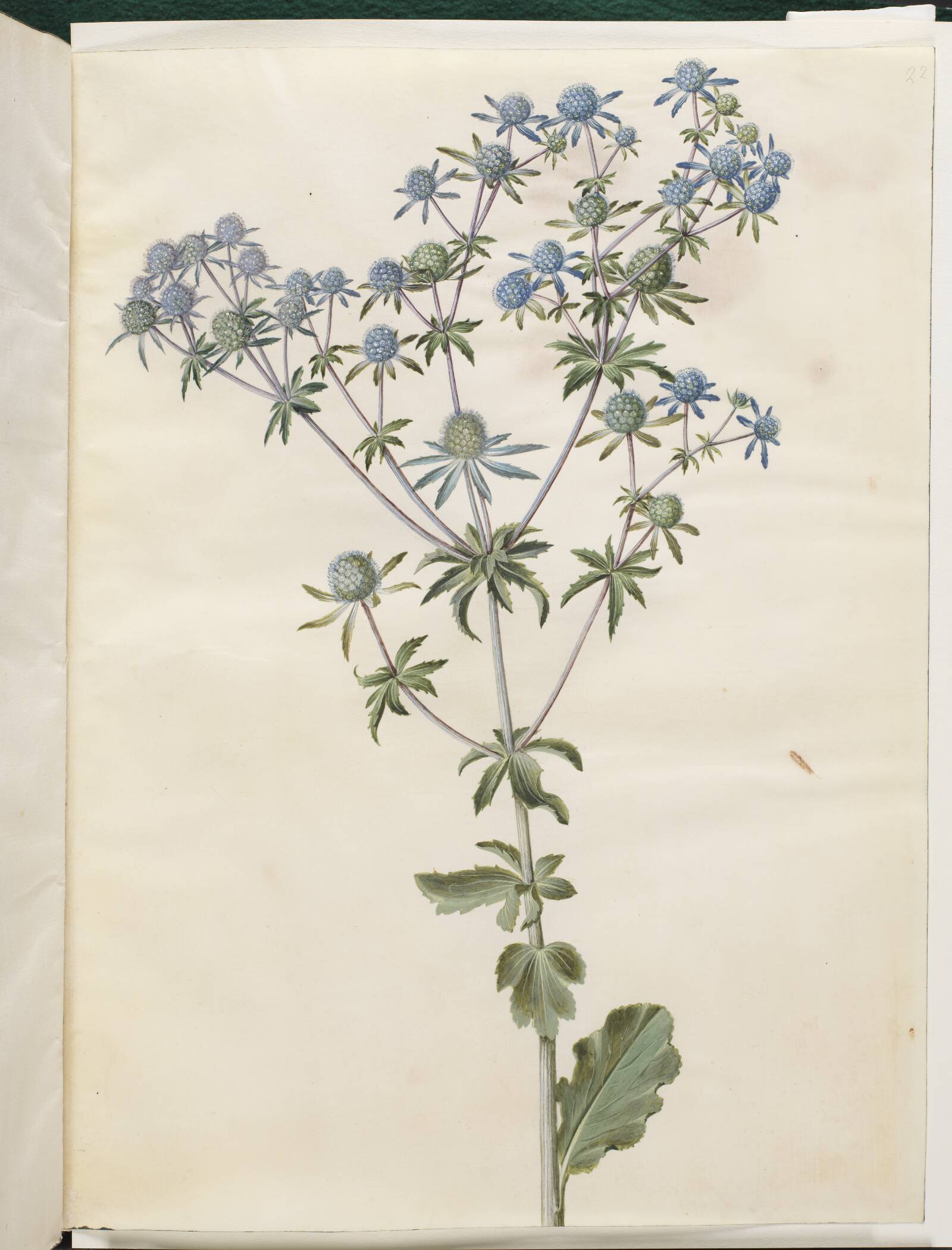Eryngium planum (have-mandstro), Hans Simon Holtzbecker, 1649-1659