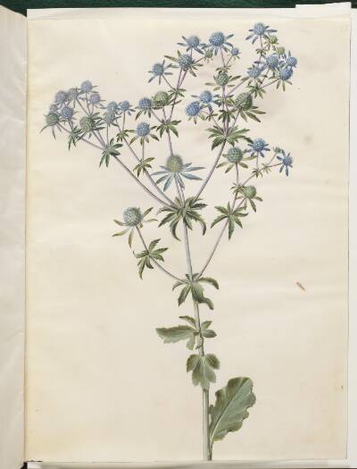 Eryngium planum (have-mandstro)