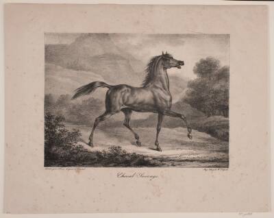 "Cheval Sauvage"