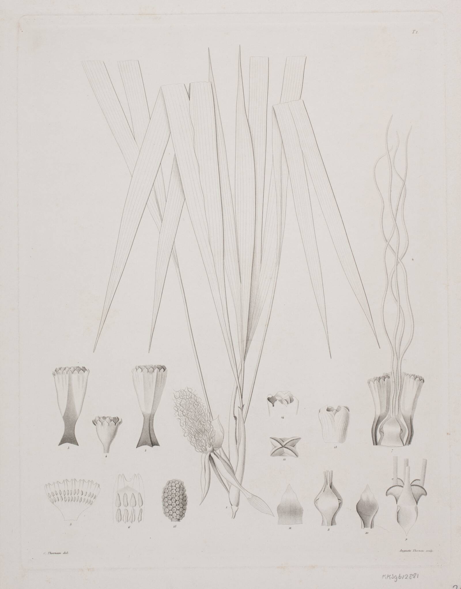 Botanisk radering, Augusta Thornam, 1850-1899