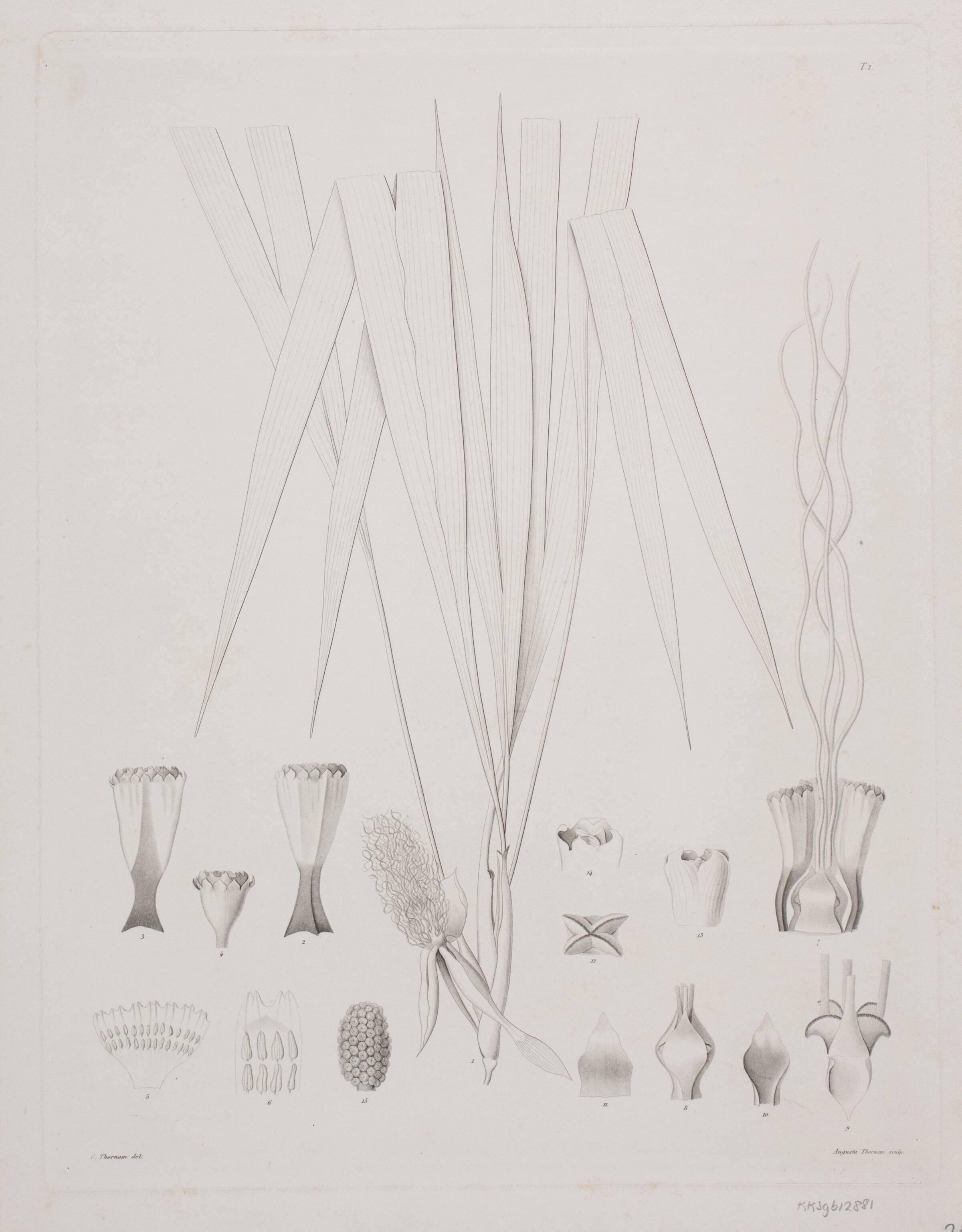 Botanisk radering, Augusta Thornam, 1850-1899