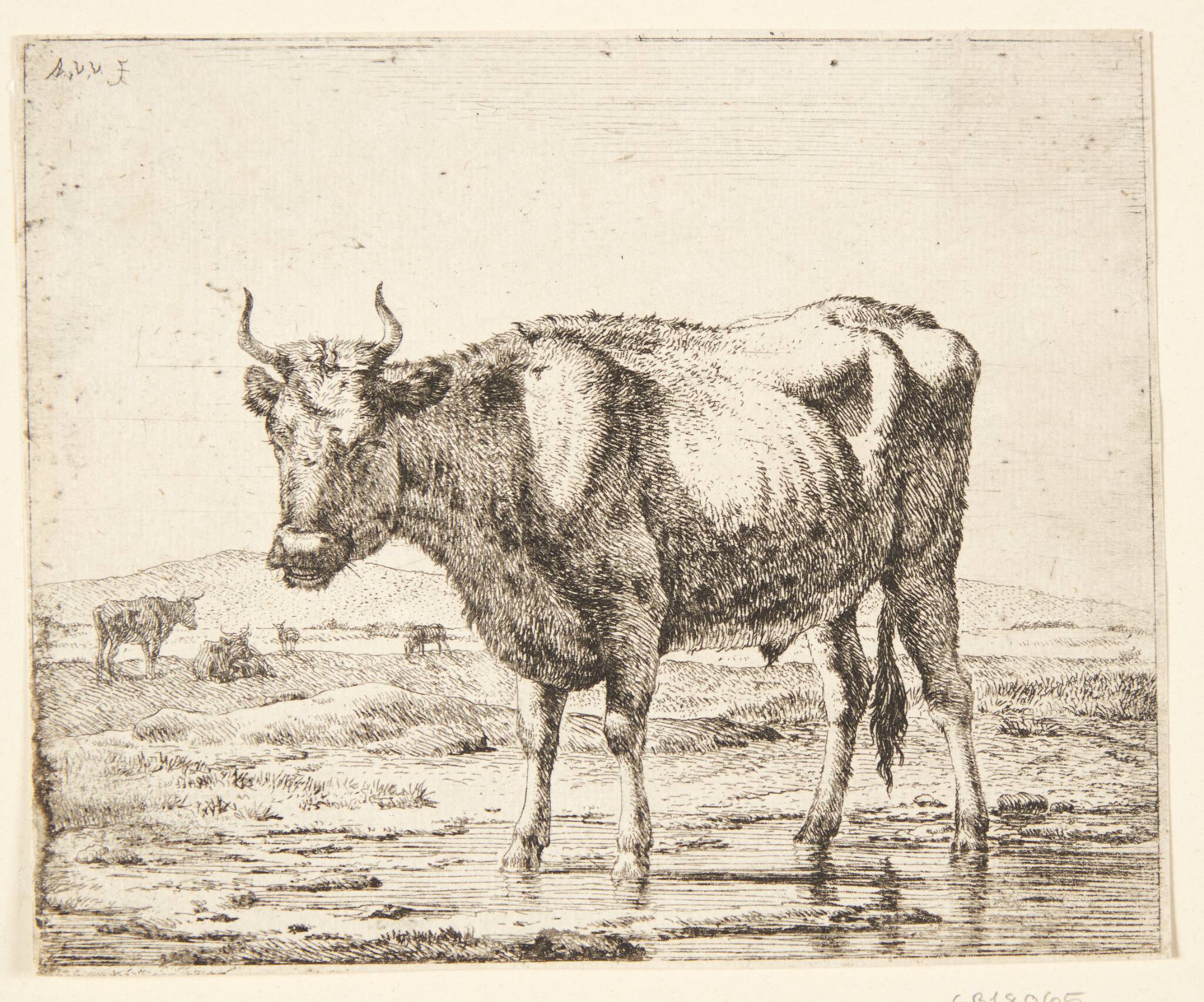 Tyr stående i vand