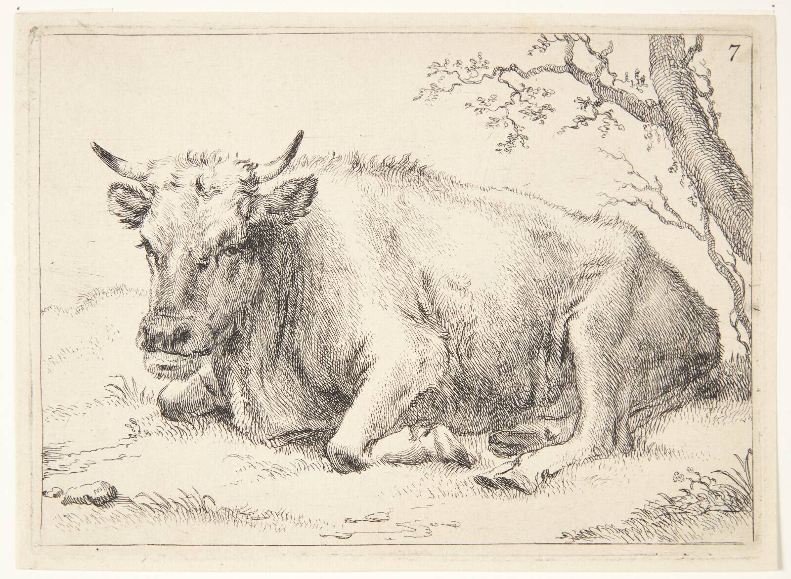 Liggende ko, Ubekendt, 1640-1677