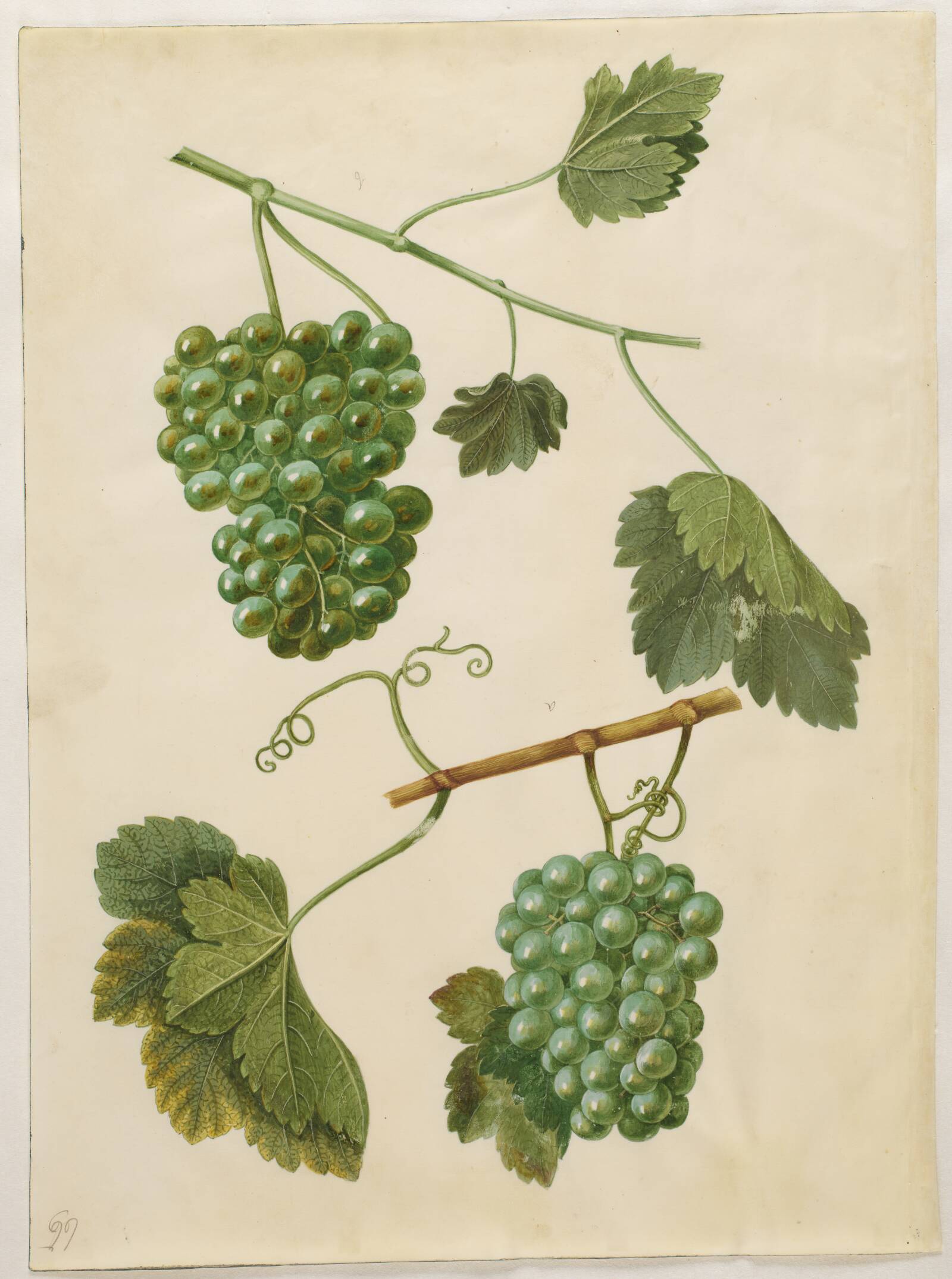 Vitis vinifera (almindelig vin), Hans Simon Holtzbecker, 1649-1659