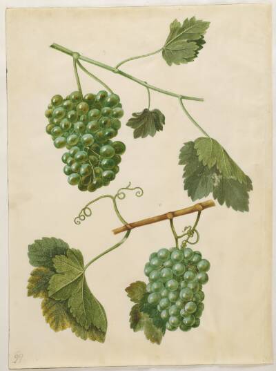Vitis vinifera (almindelig vin)