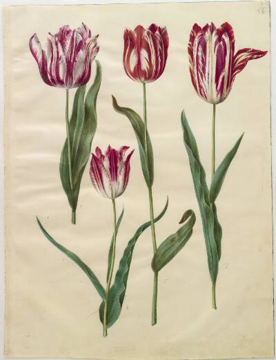 Tulipa gesneriana (have-tulipan)