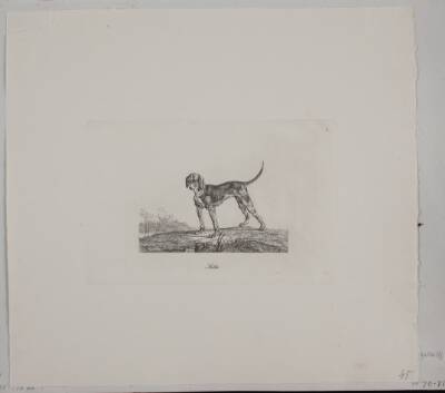 Stella