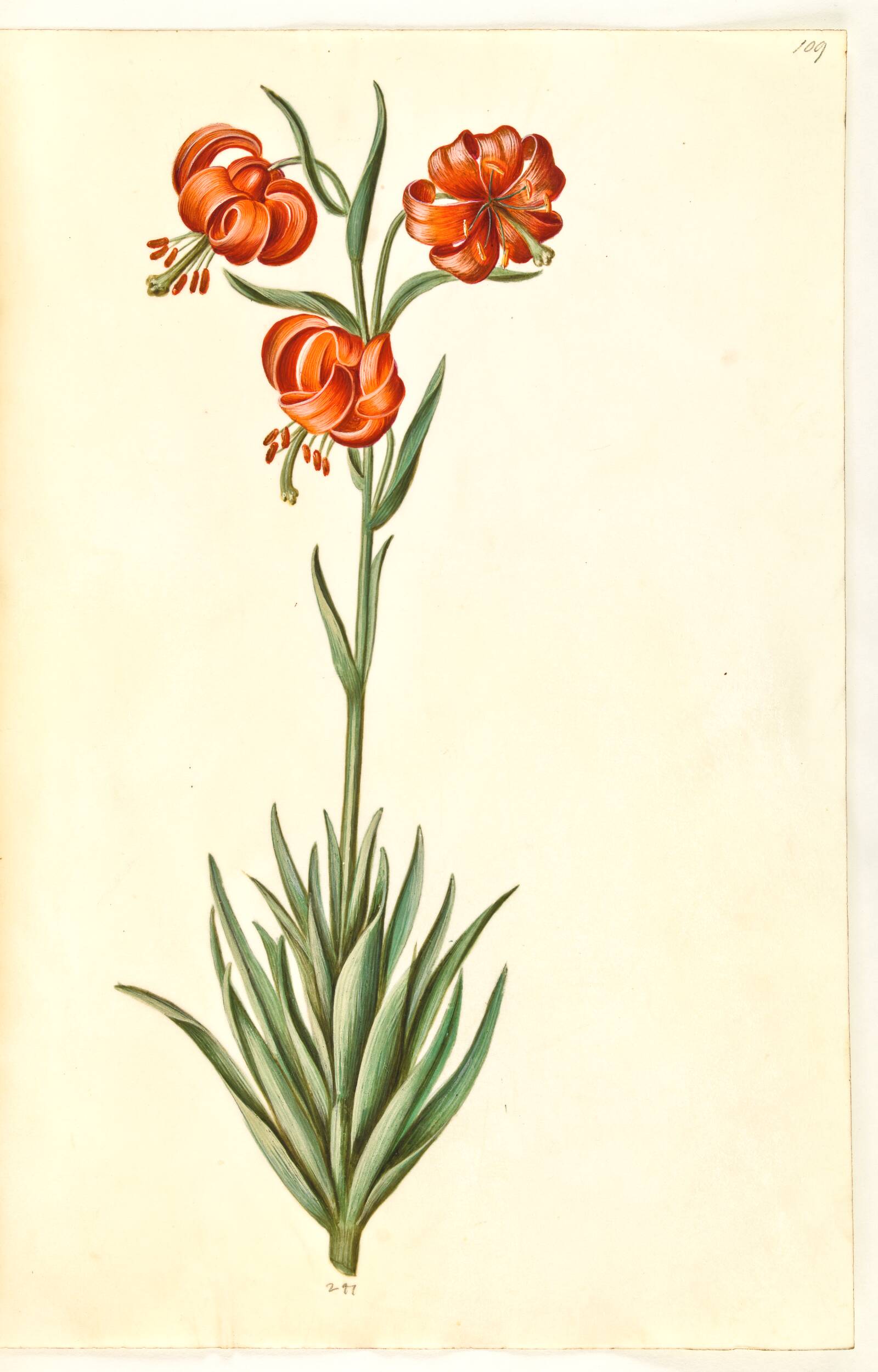 Lilium pomponium (pompon-lilje), Hans Simon Holtzbecker, 1635-1664