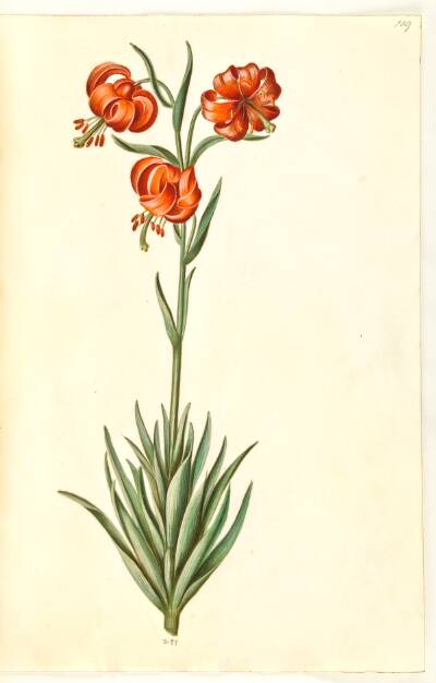 Lilium pomponium (pompon-lilje)