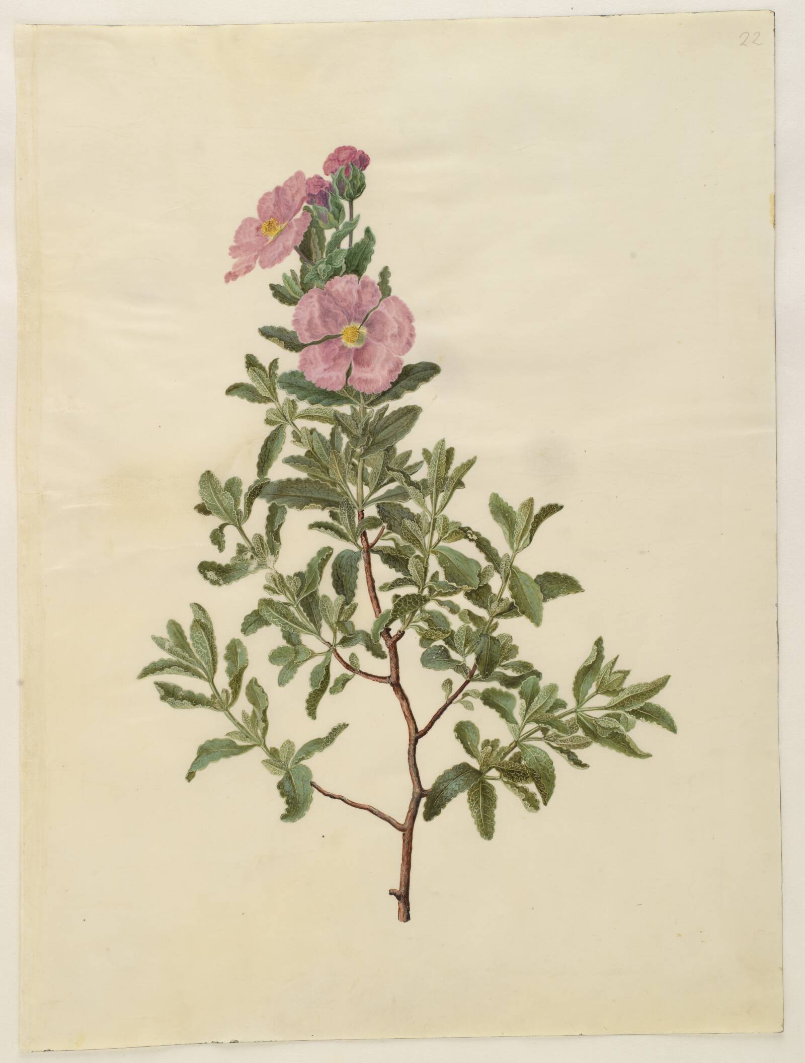 Cistus creticus (kreta-soløjetræ), Hans Simon Holtzbecker, 1649-1659