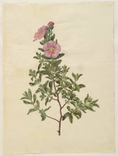 Cistus creticus (kreta-soløjetræ)
