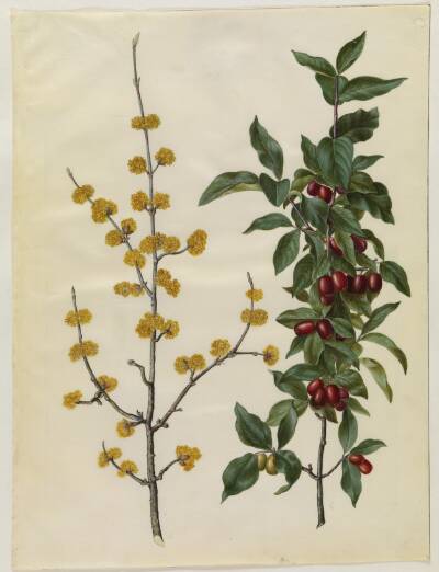 Cornus mas (kirsebær-kornel)