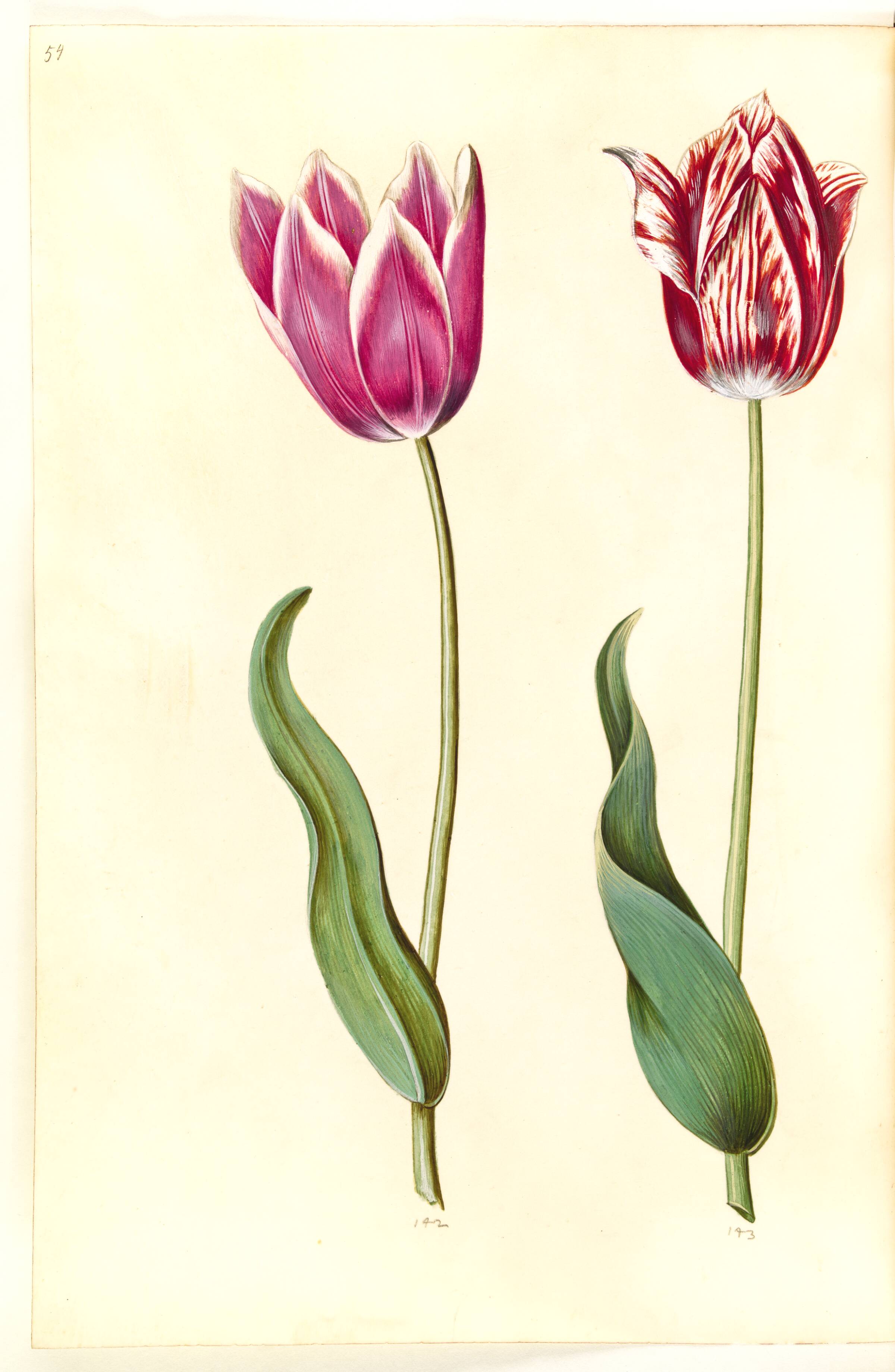 Tulipa gesneriana (have-tulipan), Hans Simon Holtzbecker, 1635-1664