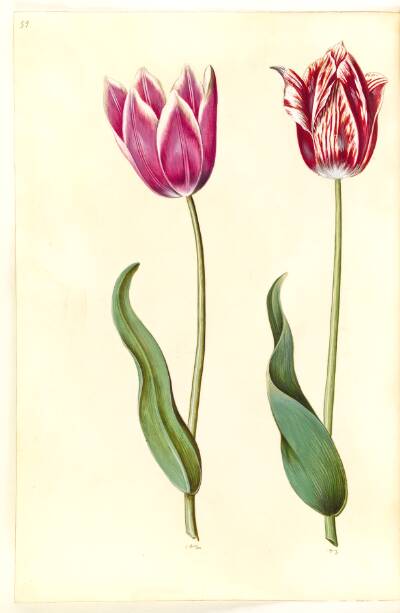 Tulipa gesneriana (have-tulipan)