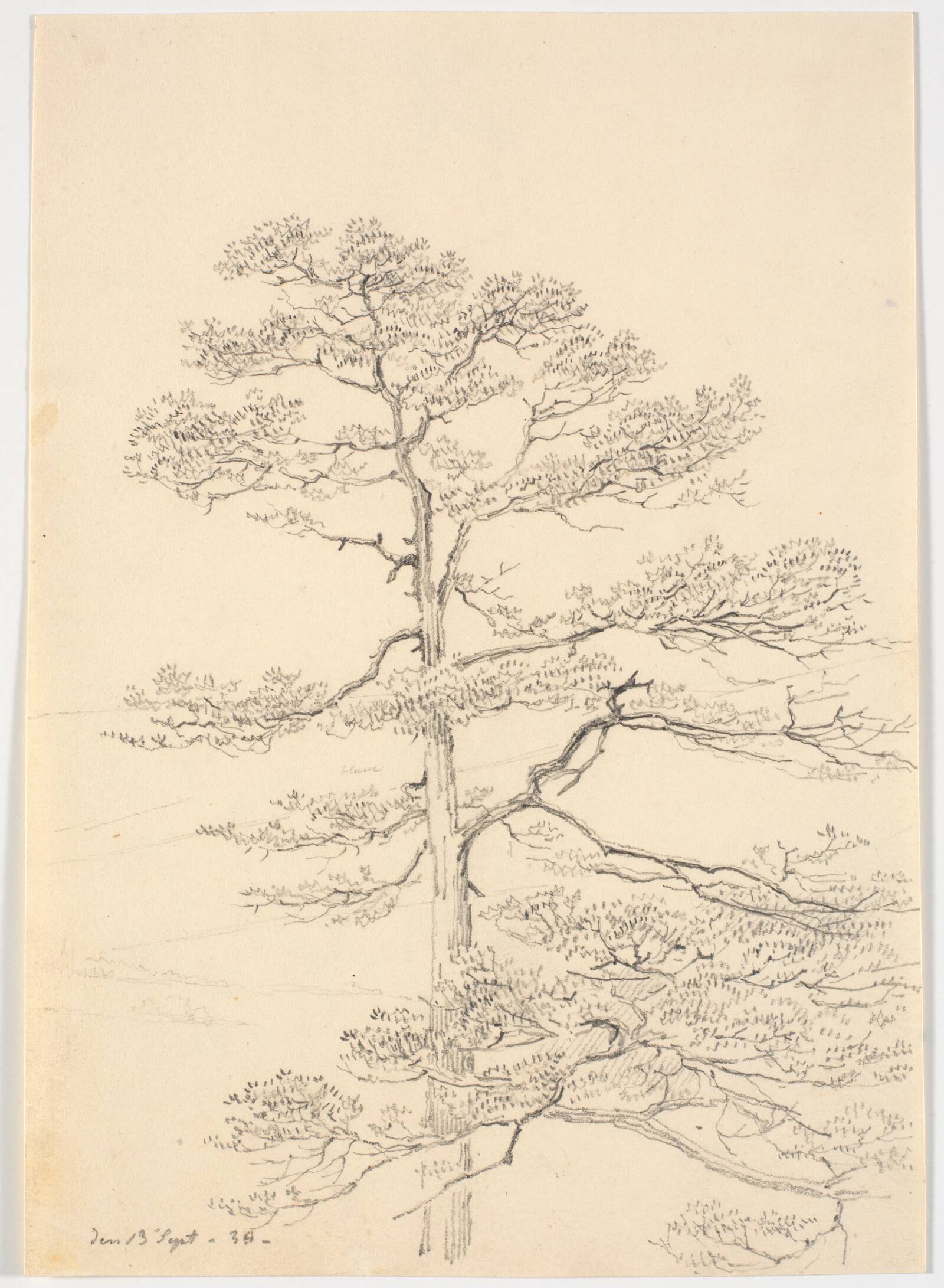 Et fyrretræ, Martinus Rørbye, 1830