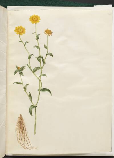 Glebionis segetum (gul okseøje)