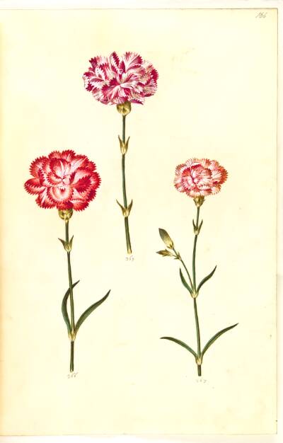 Dianthus caryophyllus (have-nellike)