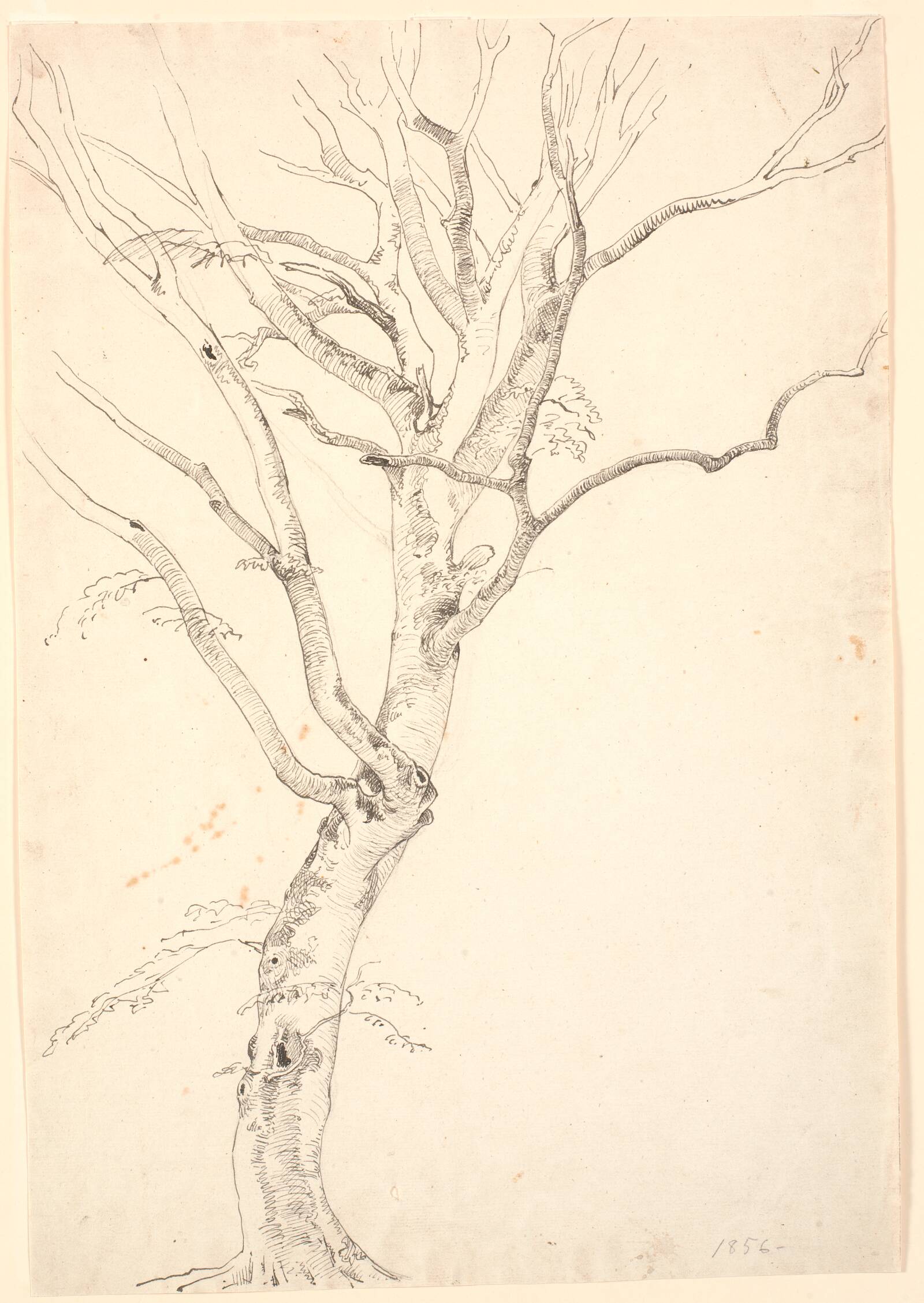 Afbladet bøgetræ, P.C. Skovgaard, 1856