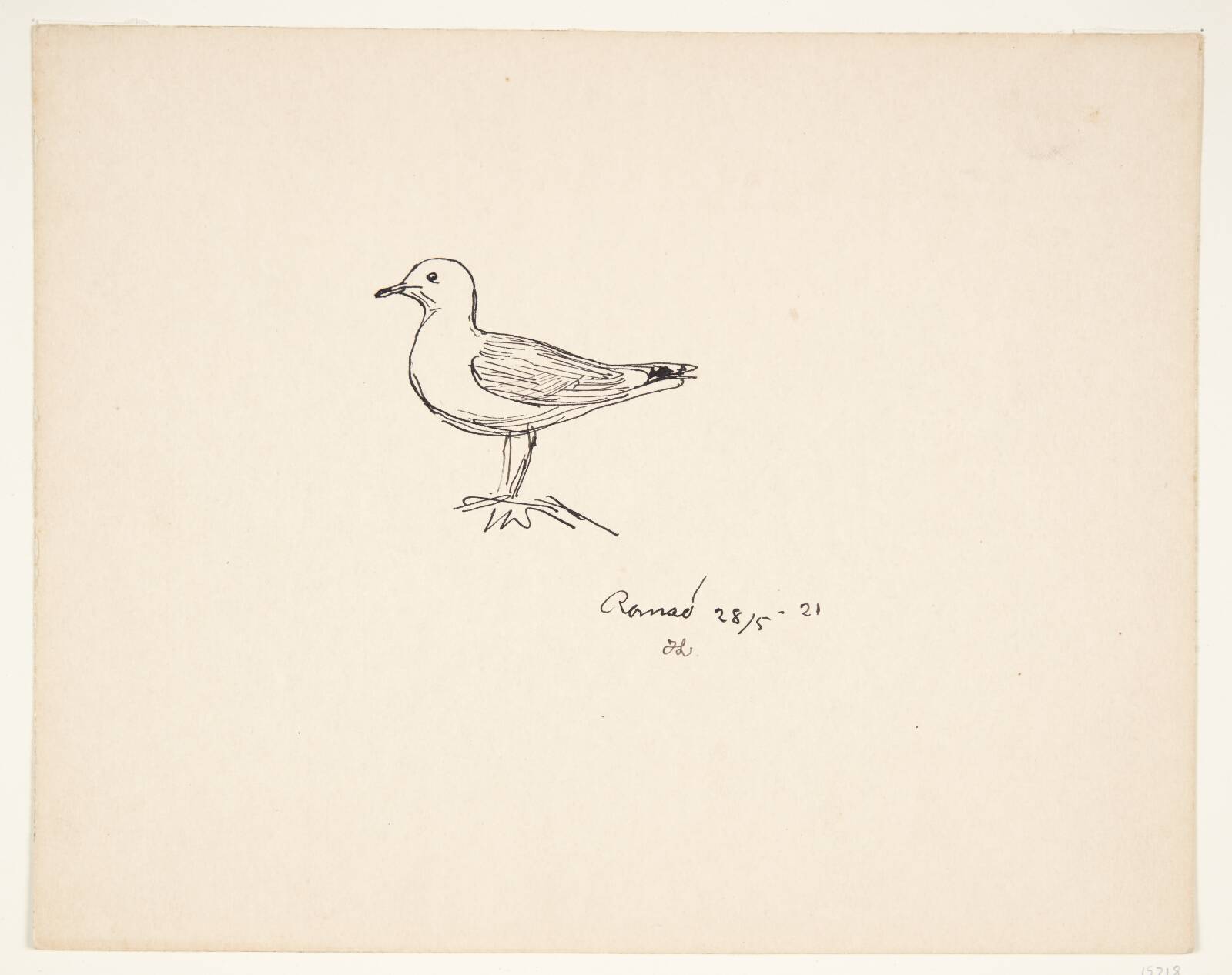 Måge. Romsø, Johannes Larsen, 1921
