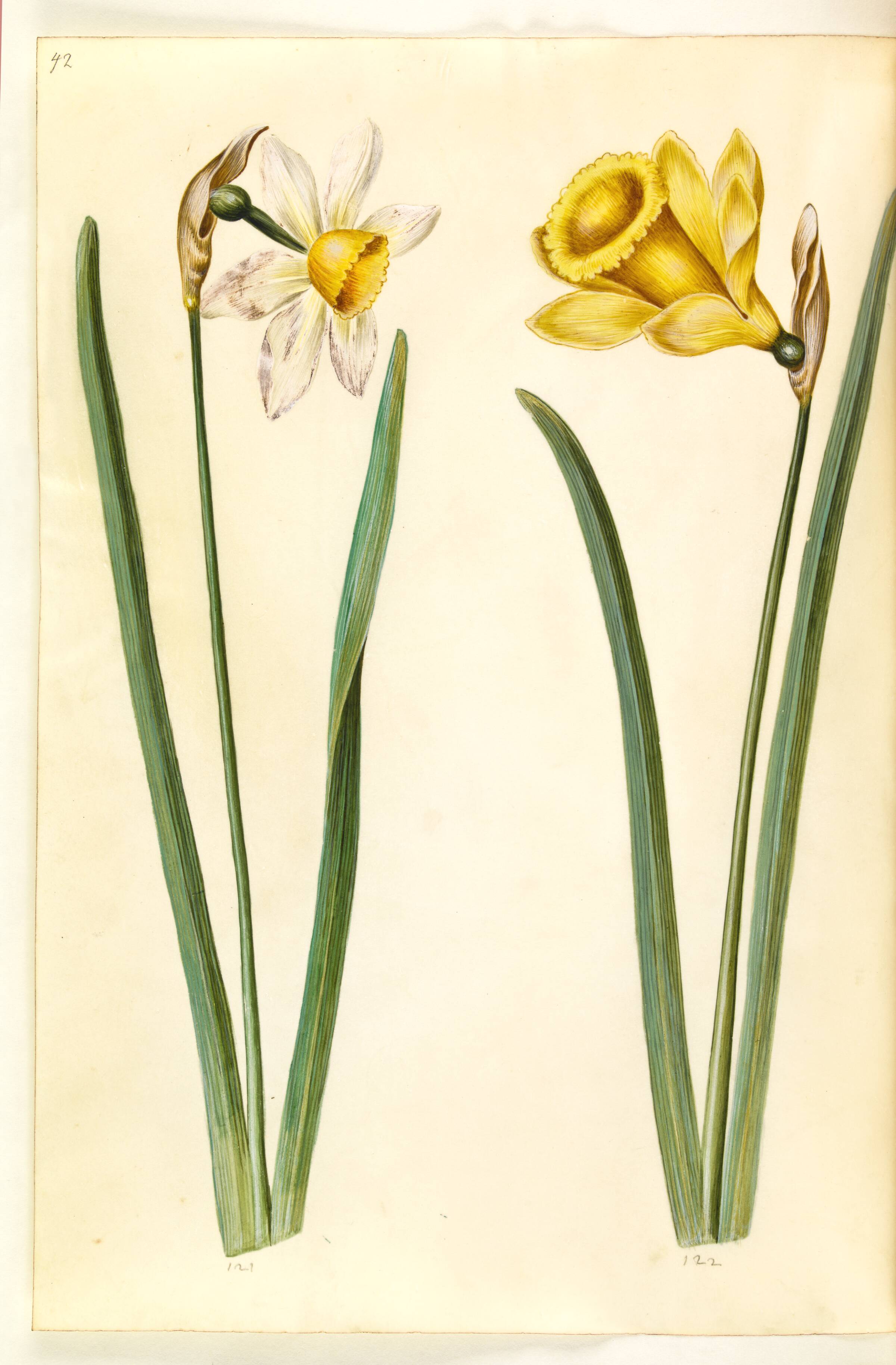 Narcissus ×incomparabilis (have-narcis); Narcissus pseudonarcissus (påskelilje), Hans Simon Holtzbecker, 1635-1664