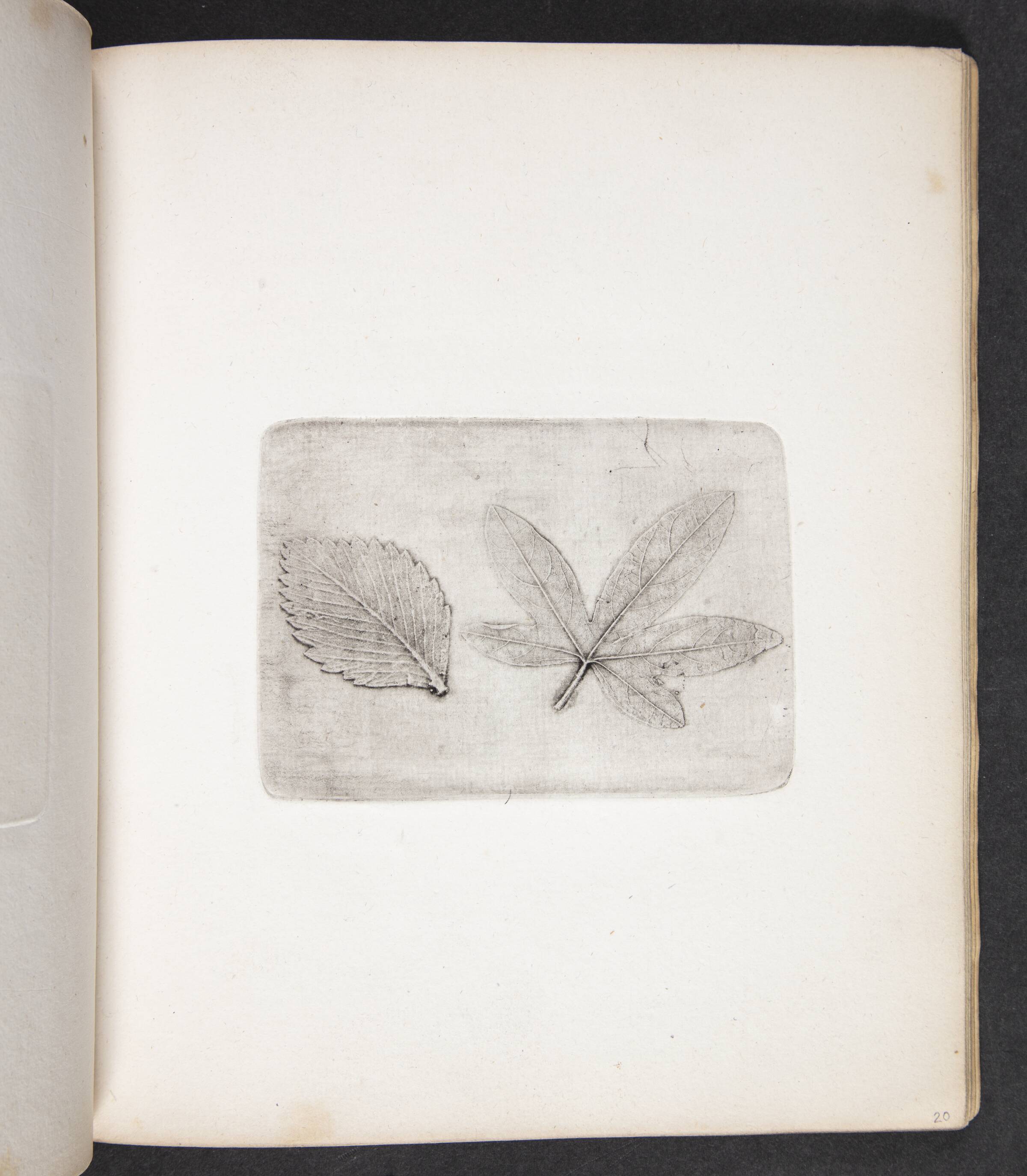 Aftryk af blade, Peter Larsen Kyhl, 1833