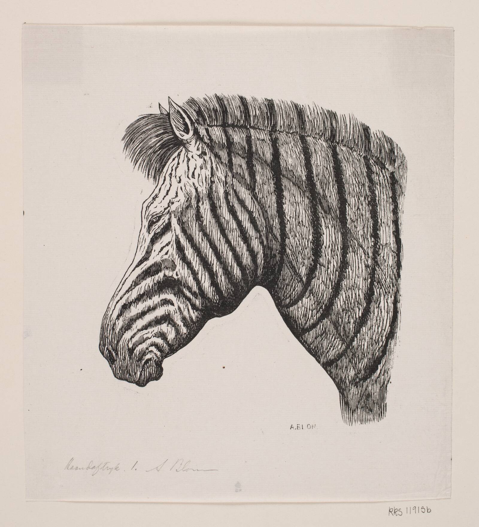 Hoved af en Zebra, Alexander Blom, 1860-1934