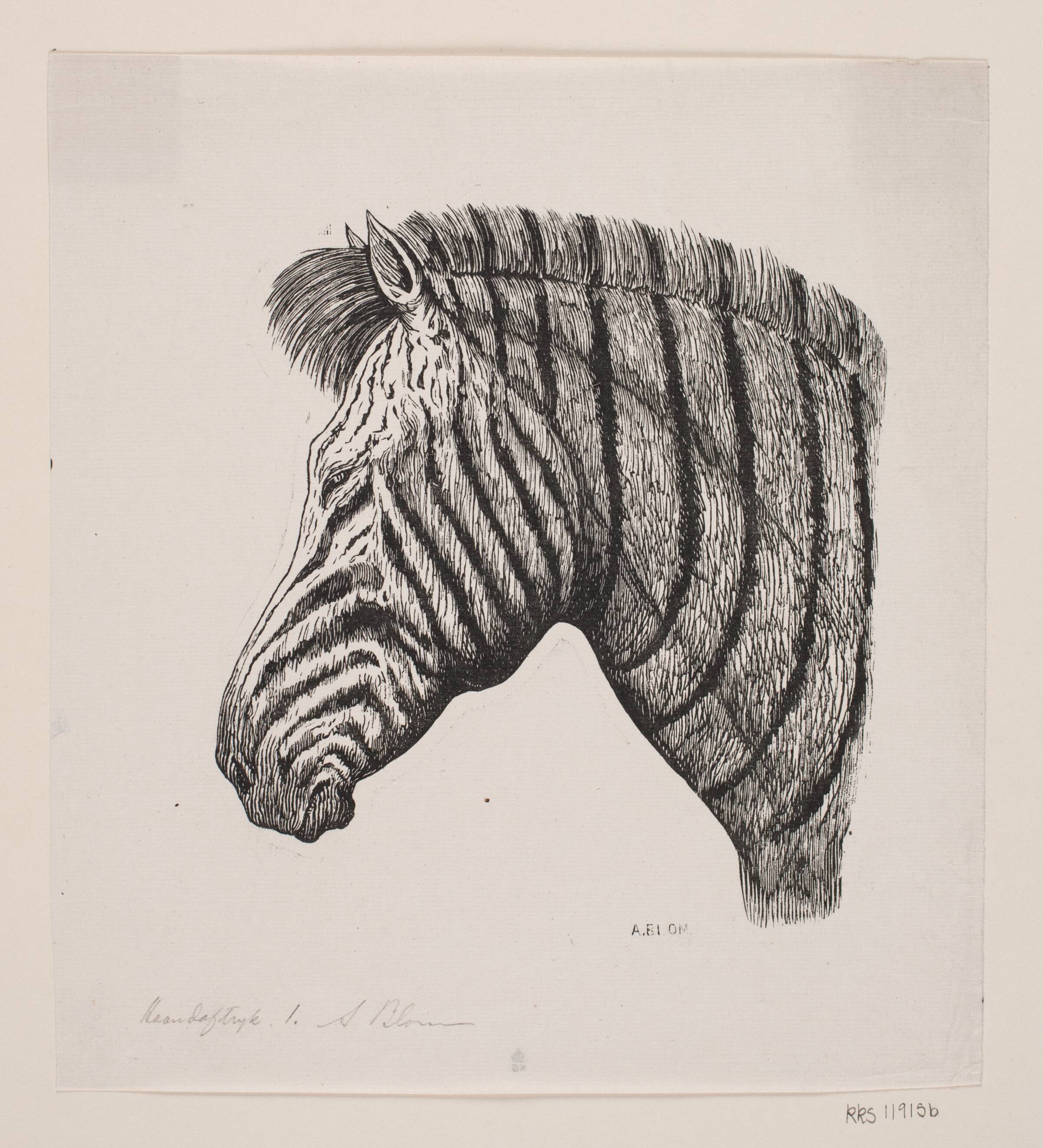 Hoved af en Zebra, Alexander Blom, 1860-1934