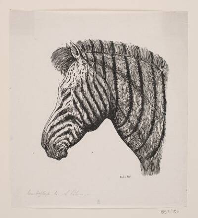 Hoved af en Zebra