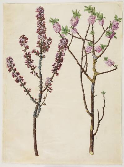 Daphne mezereum (peberbusk)