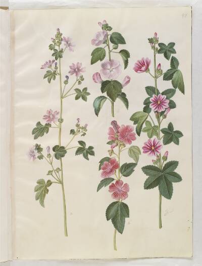 Malva sylvestris (almindelig katost); Lavatera thuringiaca (tysk poppelrose)