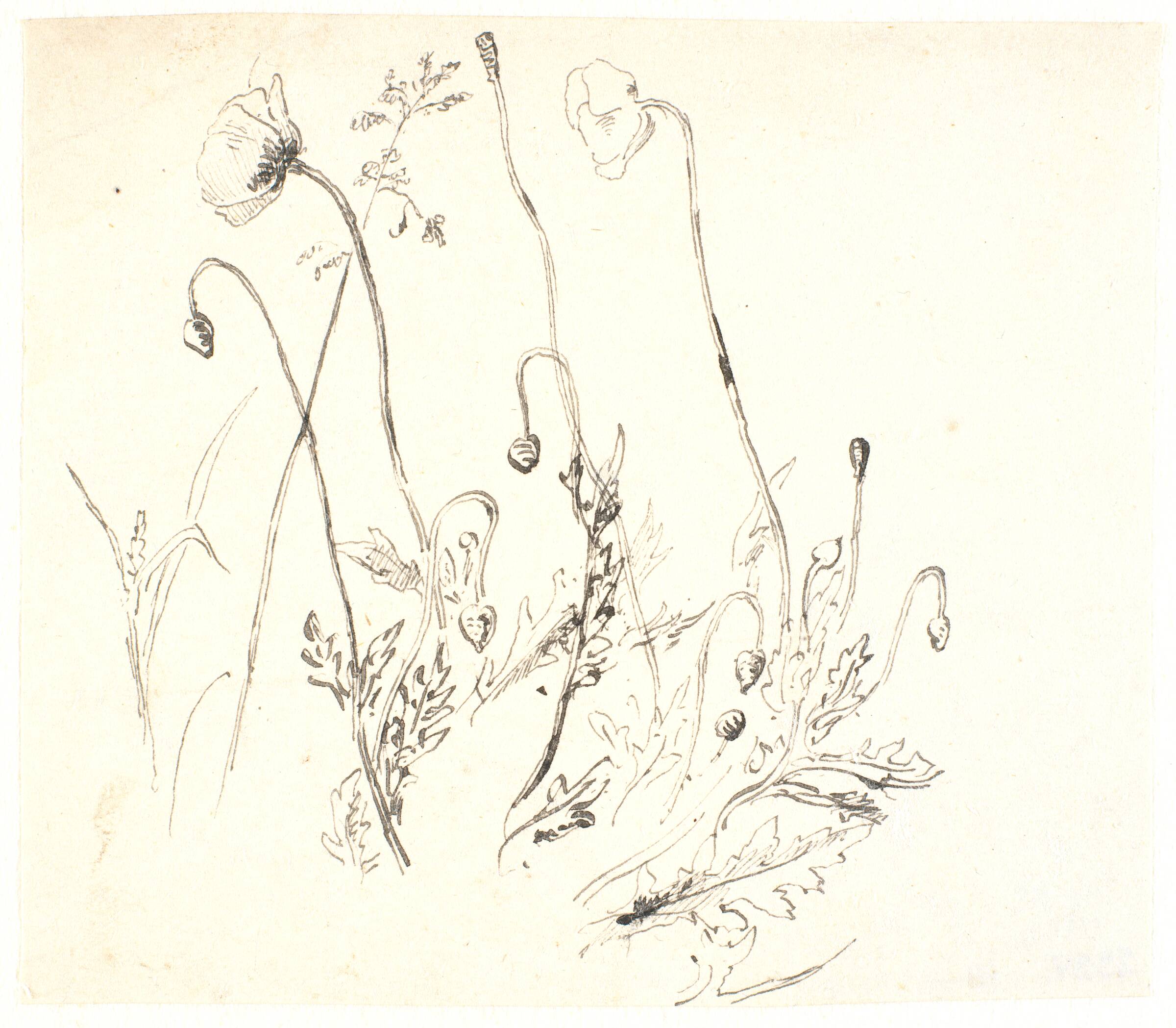 Valmuer, Dankvart Dreyer, 1831-1852