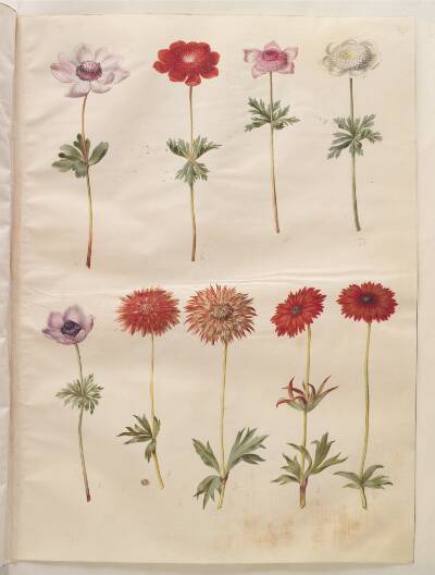 Anemone coronaria (fransk anemone); Anemone ×fulgens (skinnende anemone)