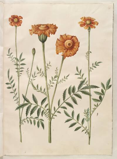Tagetes patula (udspærret fløjlsblomst)