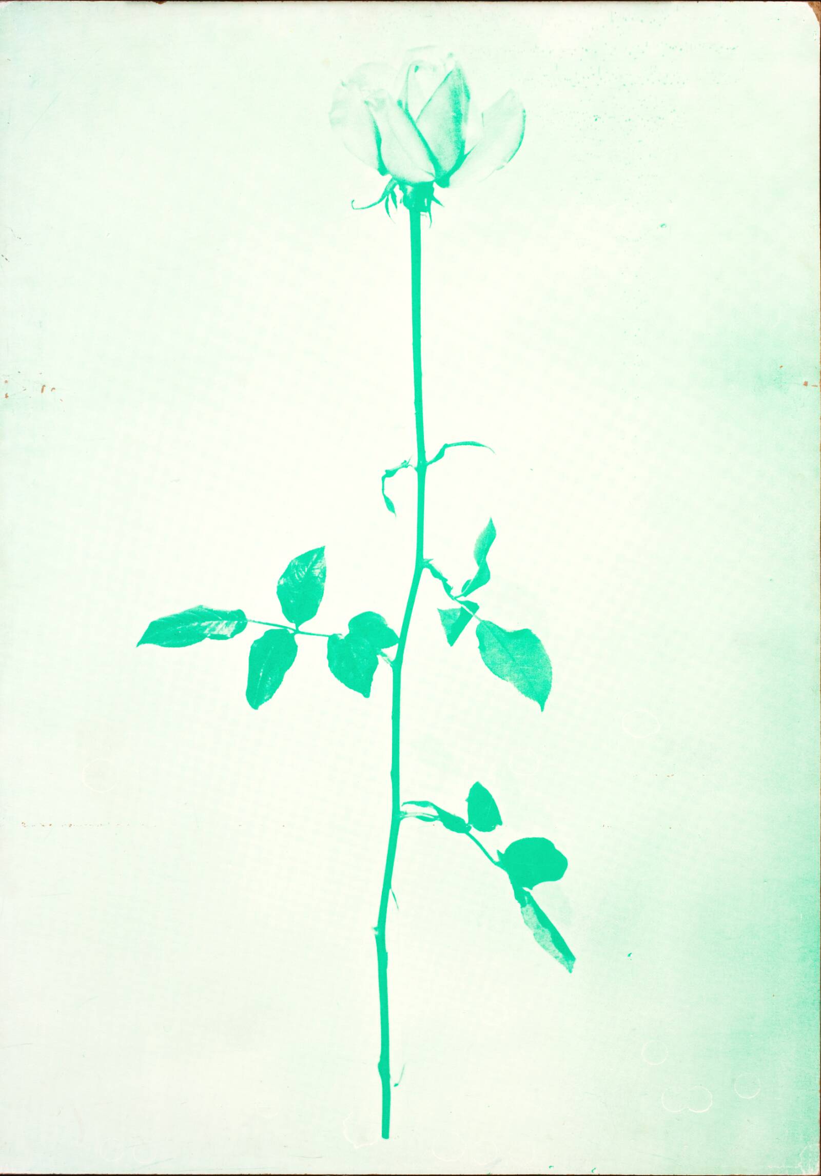 1 original rose, John Davidsen, 1969