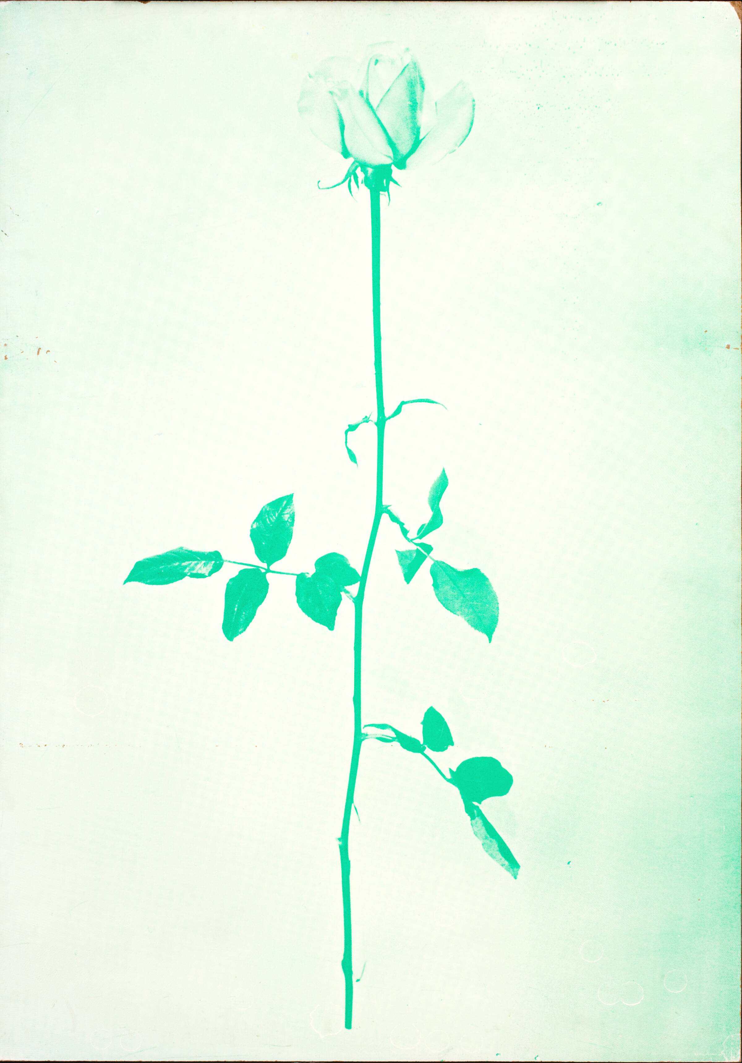 1 original rose, John Davidsen, 1969