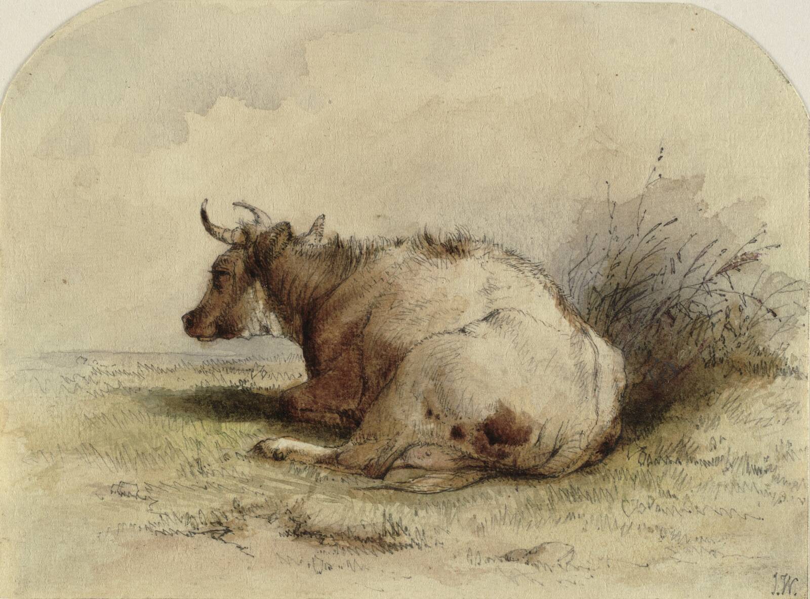 Liggende ko, Ubekendt, 1800-1899