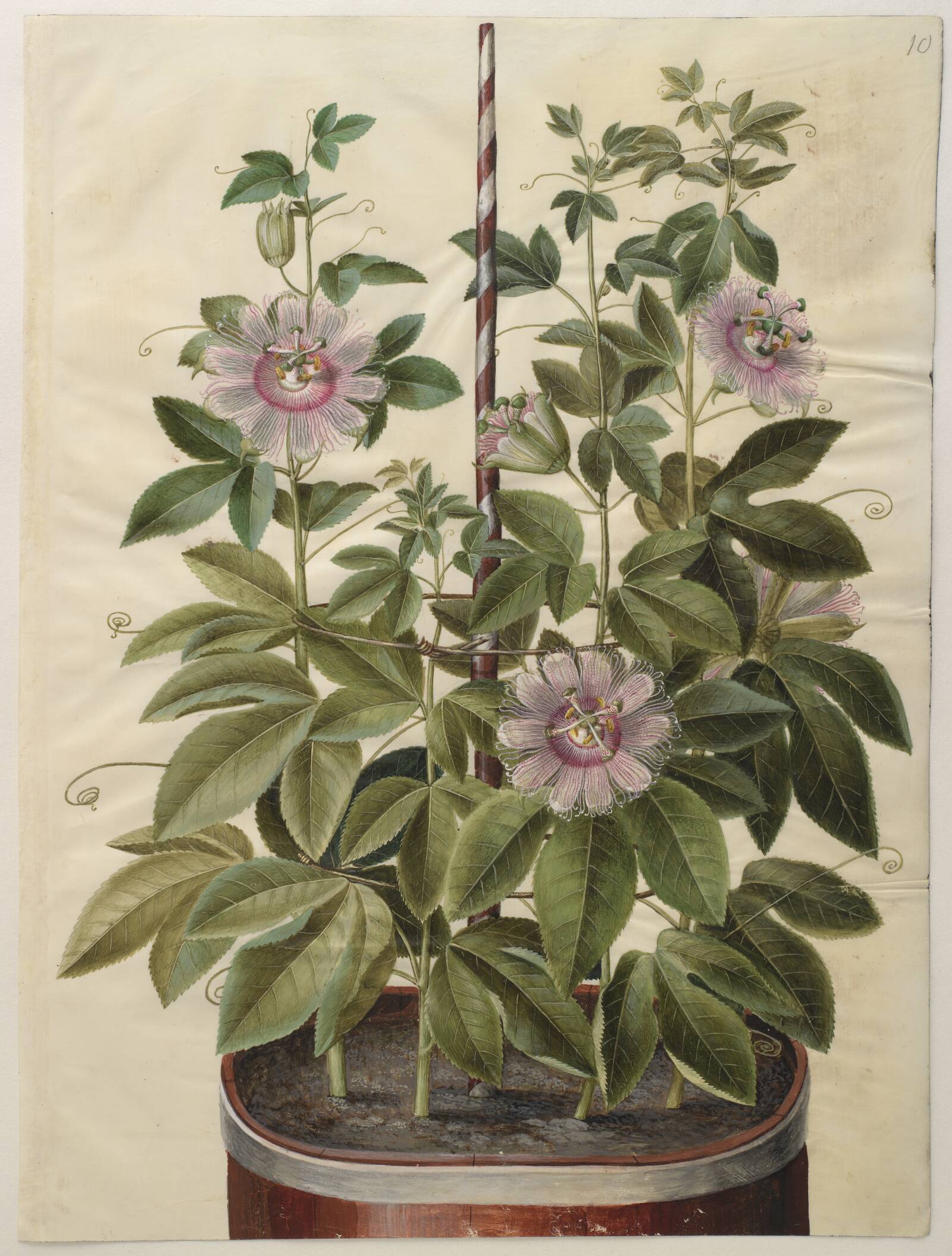 Passiflora incarnata (passionsblomst), Hans Simon Holtzbecker, 1649-1659