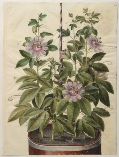 Passiflora incarnata (passionsblomst)
