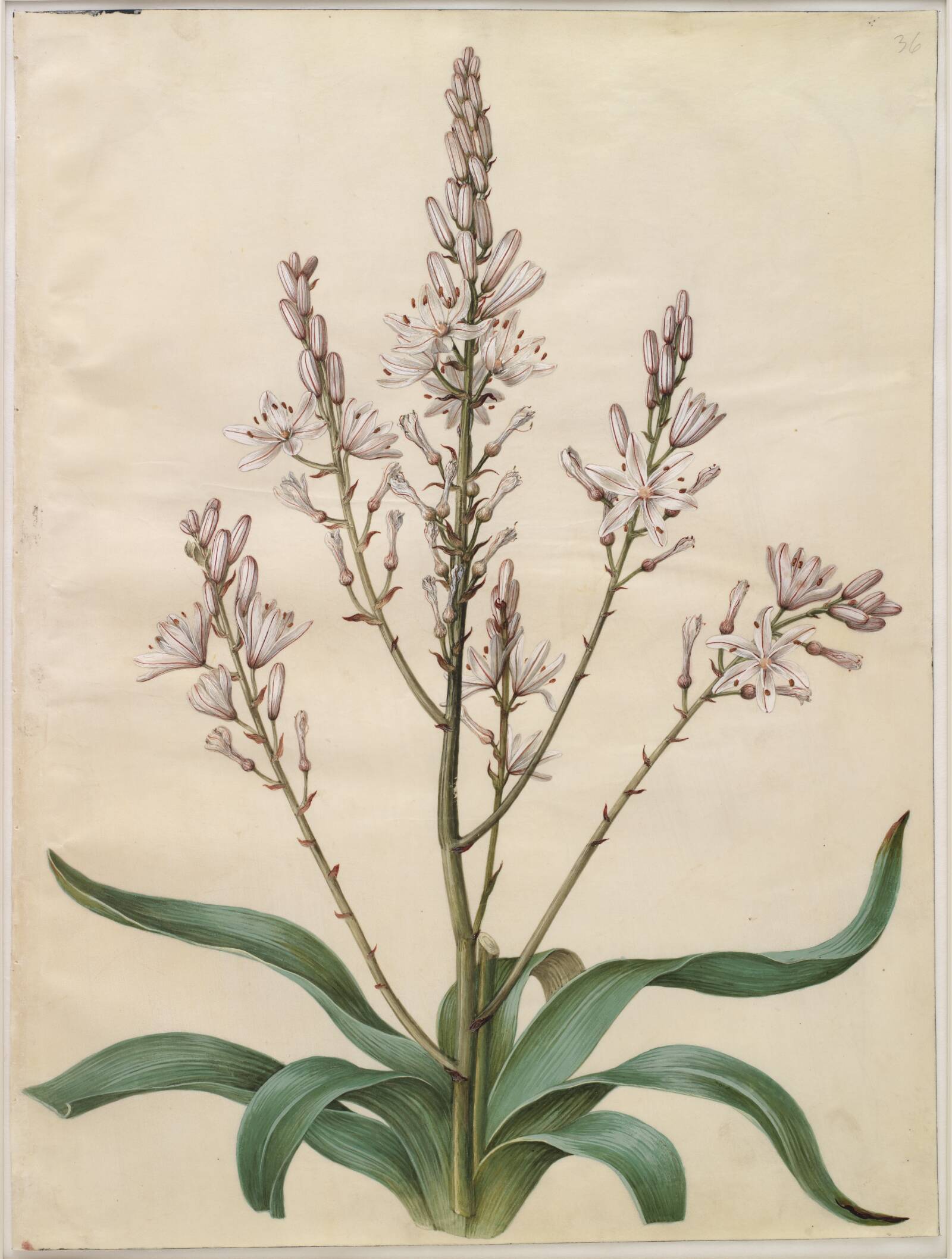 Asphodelus ramosus (grenet affodil), Hans Simon Holtzbecker, 1649-1659
