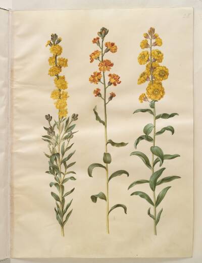 Erysimum cheiri (gyldenlak)