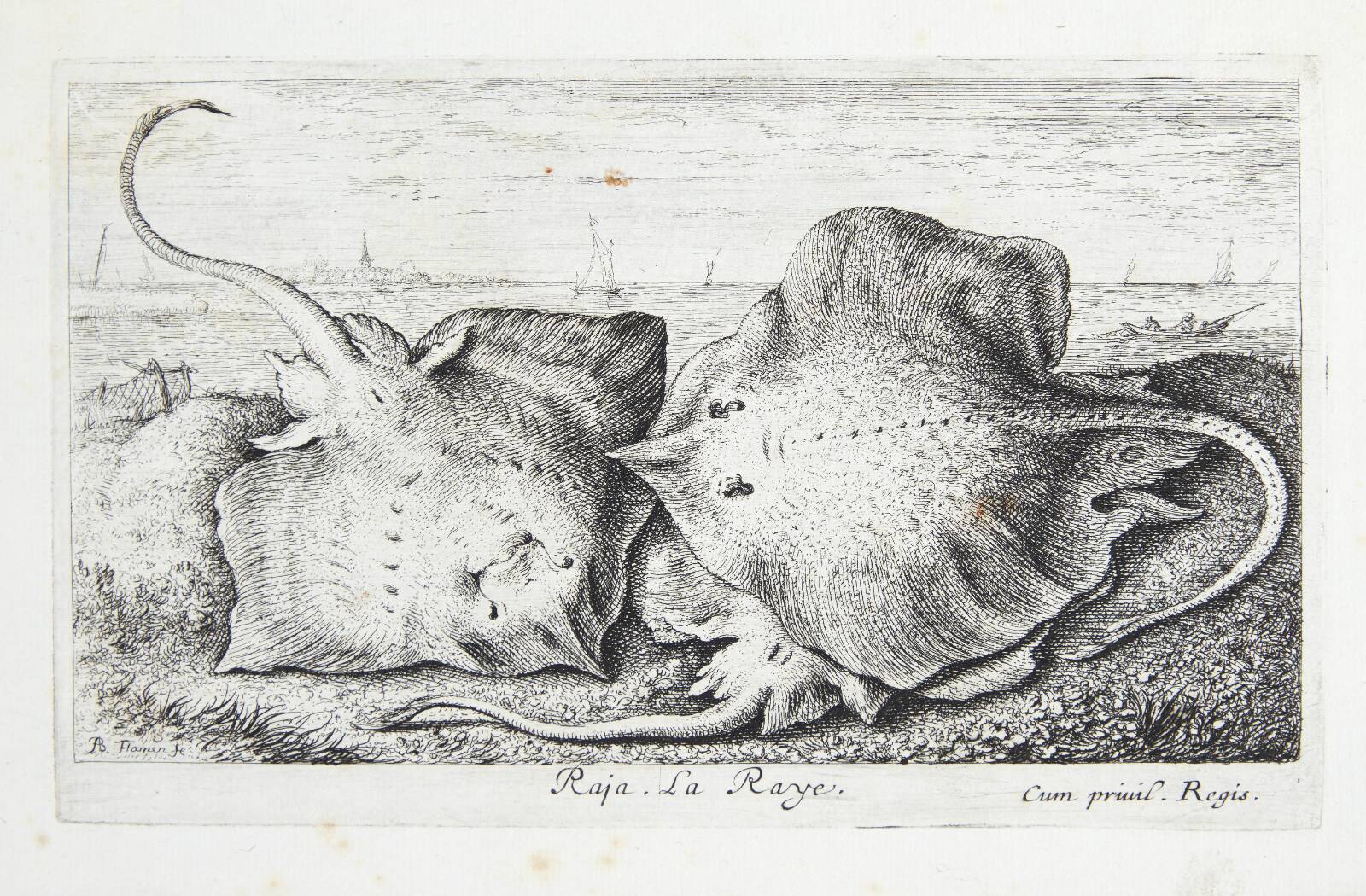 Rokke (Raja), Albert Flamen, 1620-1669