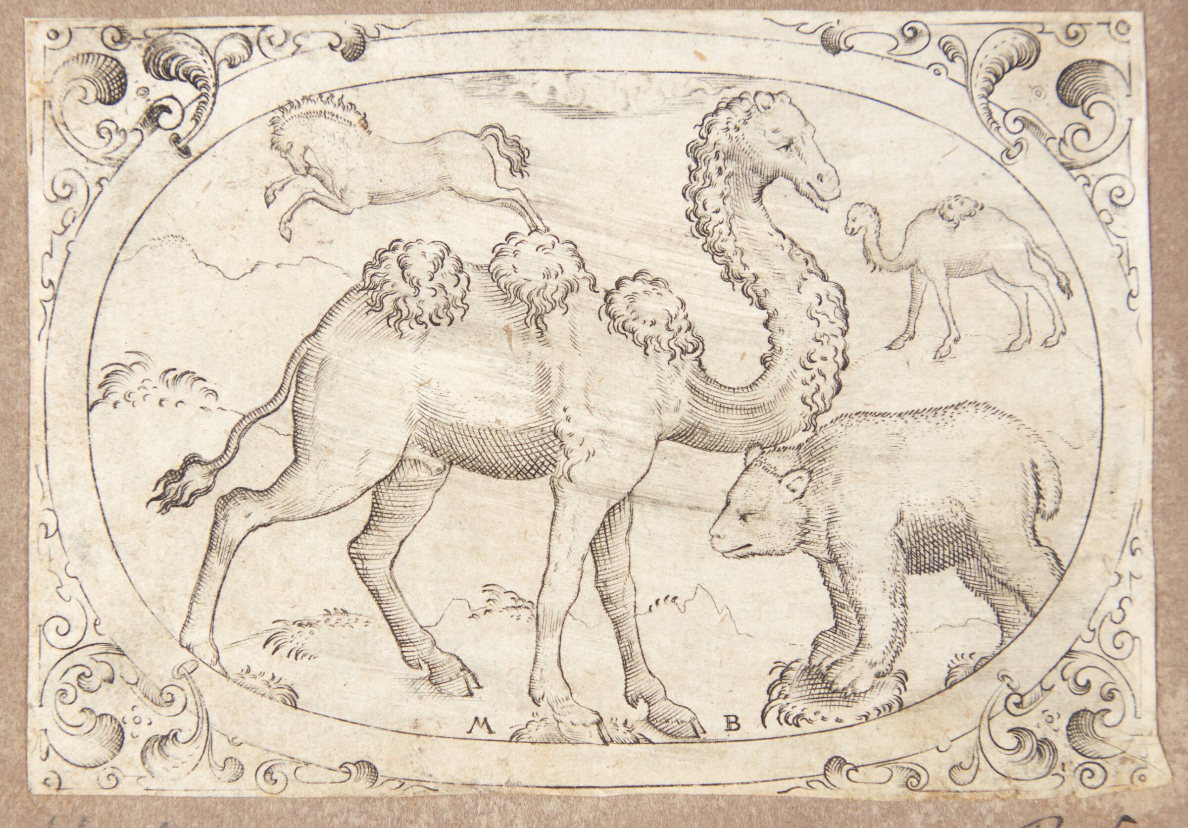 En kamel og en bjørn, samt en bjørn og en dromedar, Mathias Beytler, 1581-1583