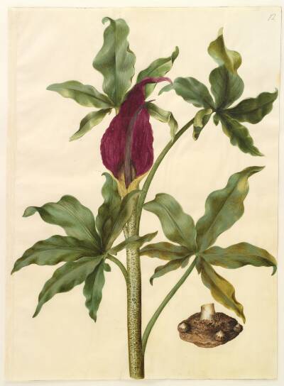 Dracunculus vulgaris (almindelig dragerod)