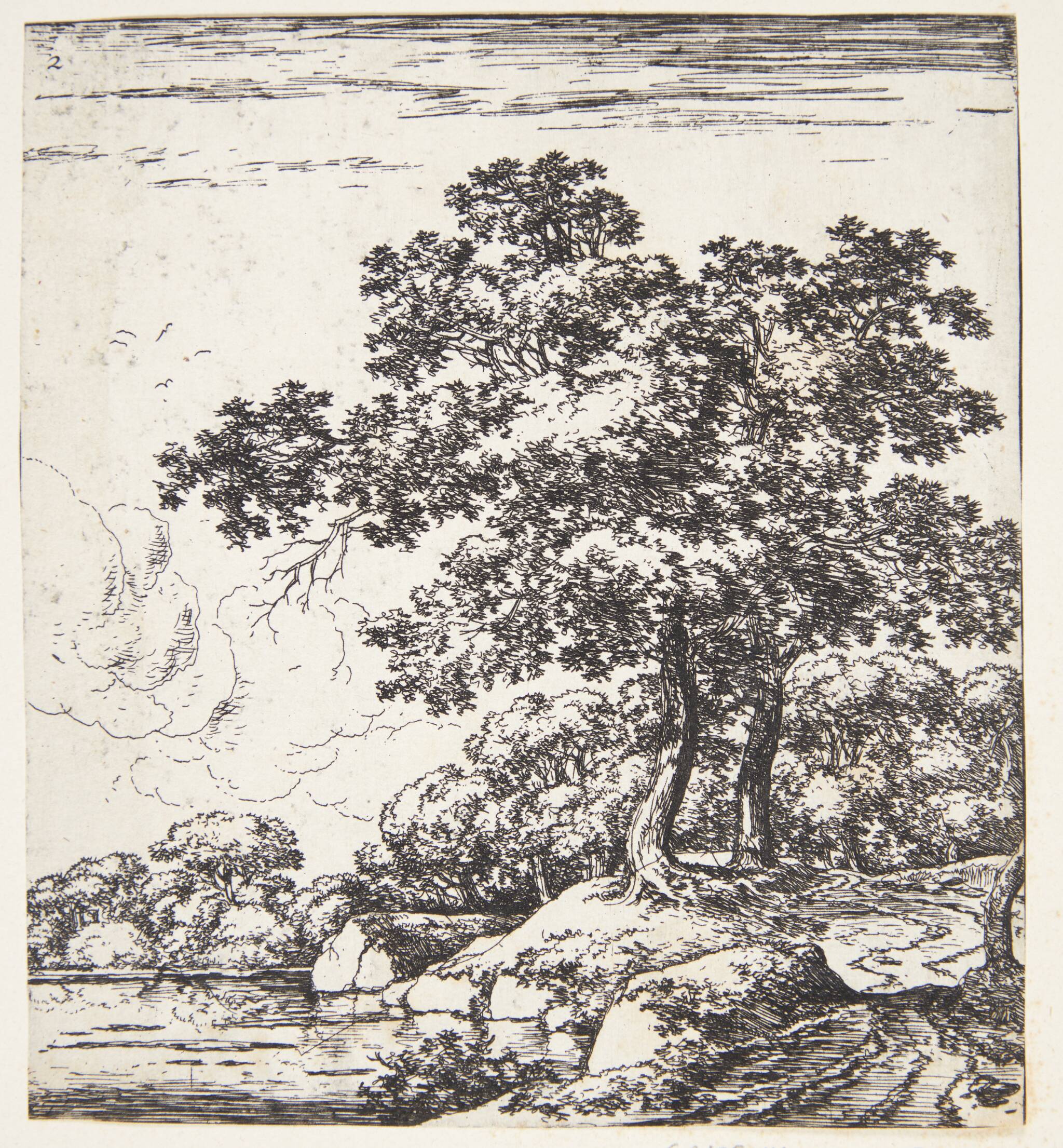 Store træer ved en flodbred